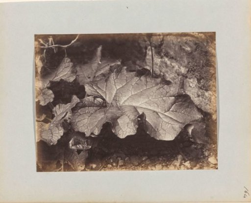 Study of a Leaf