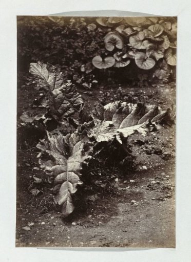 Plant Study
