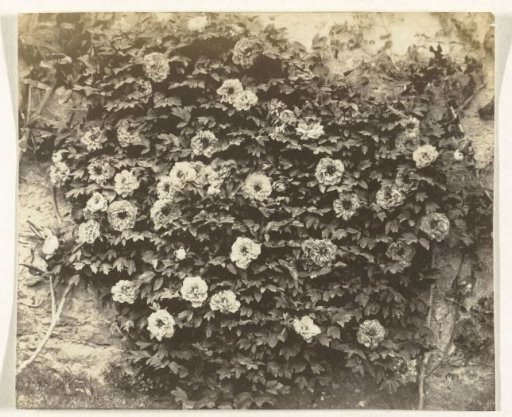 Climbing Plant with Flowers