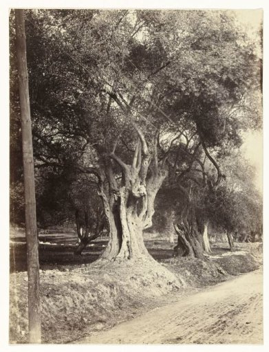 Trees along the road in Menton