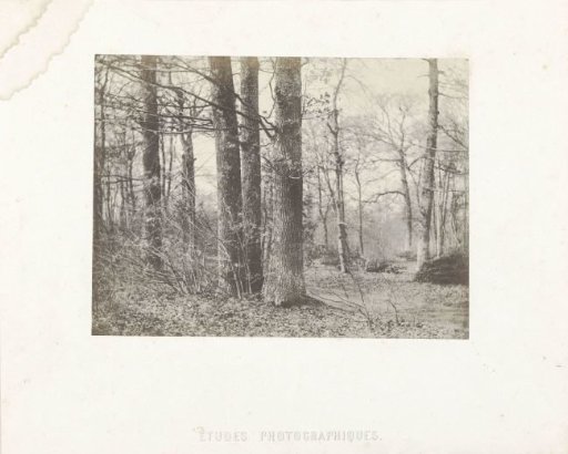 Tree study