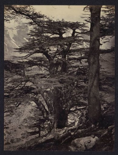 Cedars of Lebanon