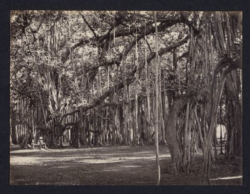 Man Under a Banyan Tree, Punjab (India or Pakistan)