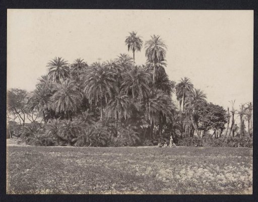 Palm Trees in a Field near Shergarh, Punjab (India or Pakistan)