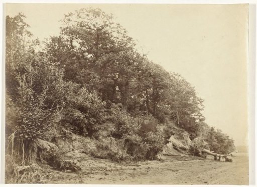 Landscape with trees on sandy soil