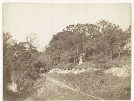 Footpath through a landscape with trees
