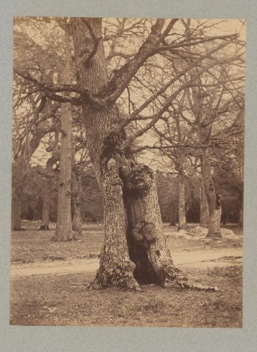 Tree study