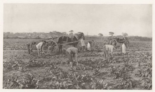 Peasants harvesting chard in Great Britain