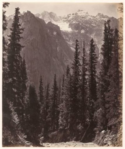 Mountain landscape with spruces in Wanga Valley, India