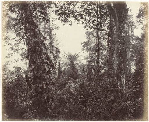 Tree ferns near Darjeeling, West Bengal, India