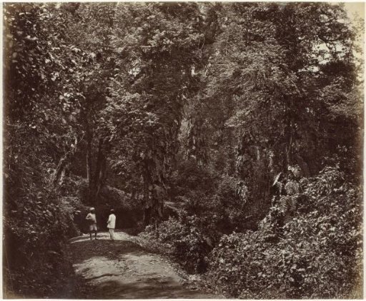 Forest trail towards Tukvar, Darjeeling, West Bengal, India