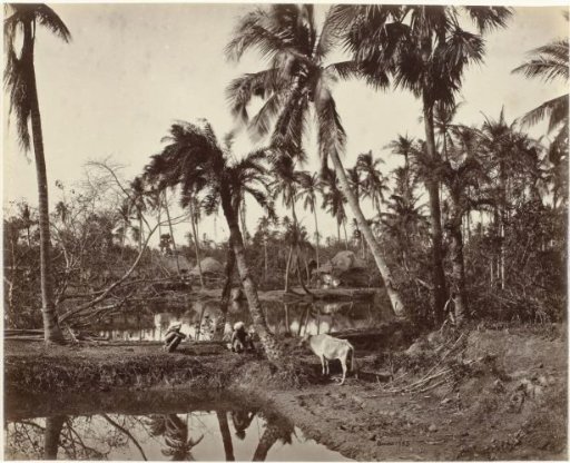 Village view in Bengal, India