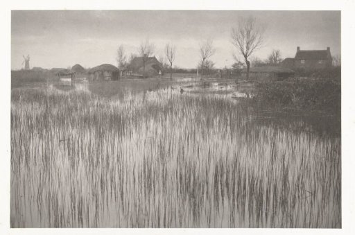 A Rushy Shore