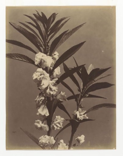 Flower still life