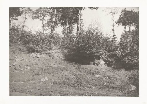 Woodland scene in the forest of Montmirail