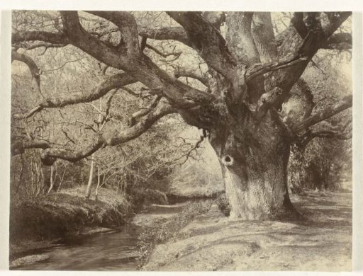 Tree study