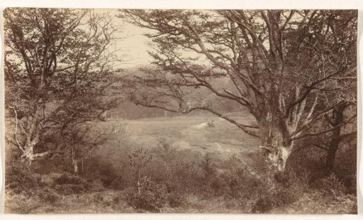 Landscape with Trees