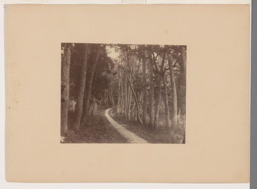View of a Forest Path in China