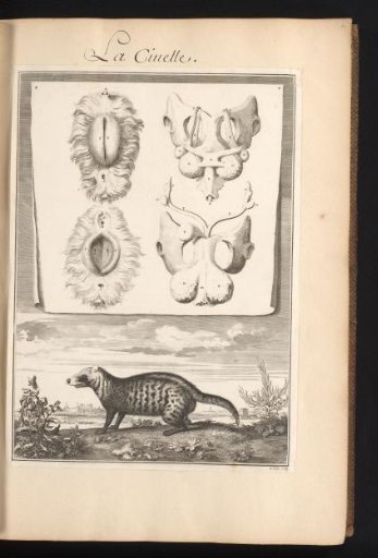 Civet cat (Viverra) in a landscape with a sheet above showing the organs and bones of the animal