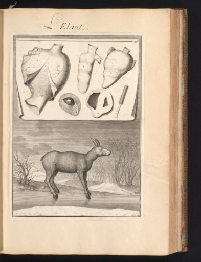 Moose (Alces alces) on the ice in a winter landscape with a sheet above showing the organs and bones of the animal