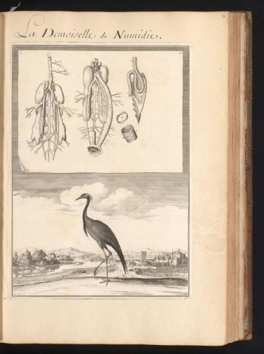 Demoiselle crane (Grus virgo) with a sheet above showing the organs and bones of the animal
