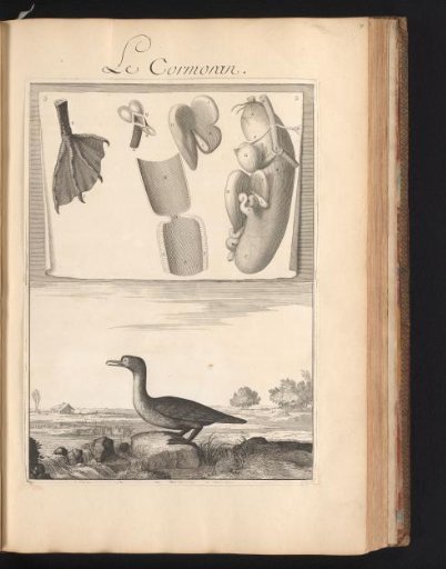 Cormorant (Phalacrocoracidae) with a sheet above showing the organs and bones of the animal