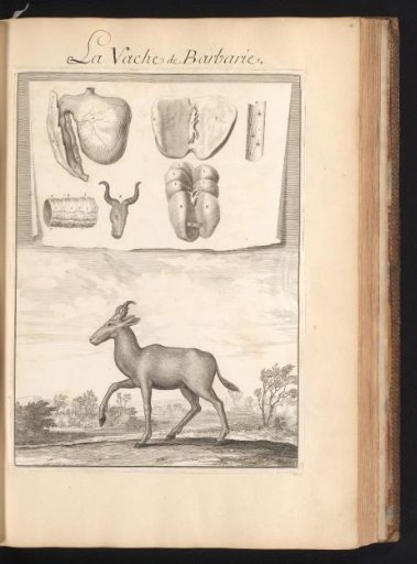 Hartbeest (Alcelaphus buselaphus) in a landscape with a sheet above showing the organs and bones of the animal
