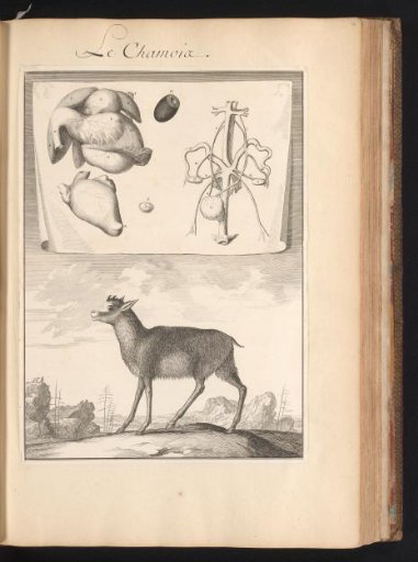 Chamois (Rupicapra rupicapra) in a landscape with a sheet above showing the organs and bones of the animal