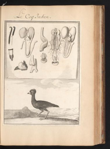 Bird in a landscape with a sheet above showing the organs and bones of the animal