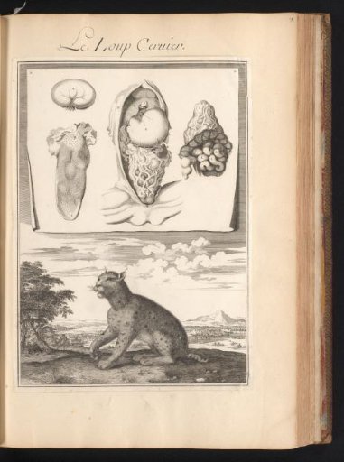 Eurasian Lynx or Wildcat in a Landscape with a Plate of the Animal's Organs at the Top