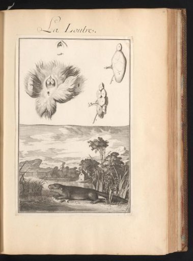 Otter (Lutrinae) with Fish in a Landscape with a Plate of the Animal's Organs at the Top