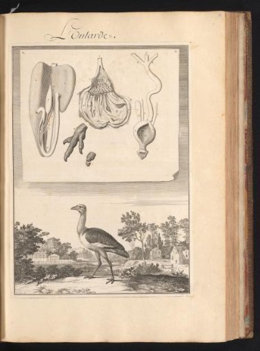 Bustard (Otididae) in a Landscape with a Plate of the Animal's Organs at the Top
