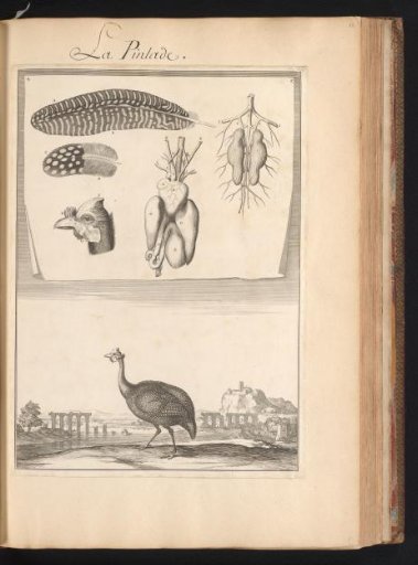Guinea Fowl (Numididae) in a Landscape with a Plate of the Animal's Organs and Feathers at the Top