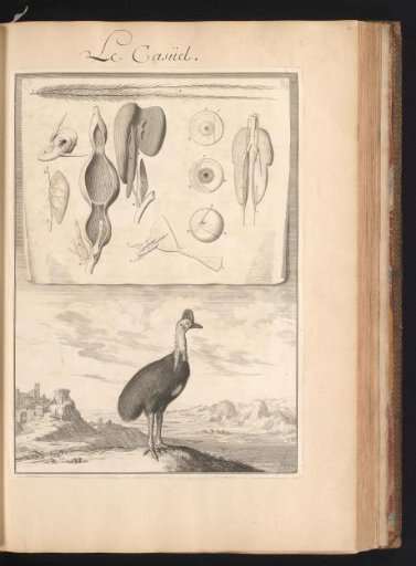 Helmeted Cassowary (Casuarius casuarius) in a Landscape with a Plate of the Animal's Organs and Feathers at the Top