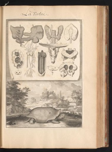 Turtle in a Landscape with a Plate of the Animal's Organs at the Top