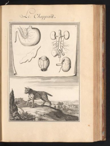 African Golden Cat (Profelis aurata) in a Landscape with a Plate of the Animal's Organs at the Top