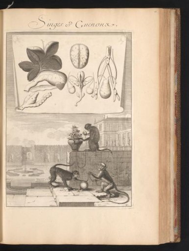 Three monkeys on a chain in a garden, with the organs of the monkey on a leaf at the top