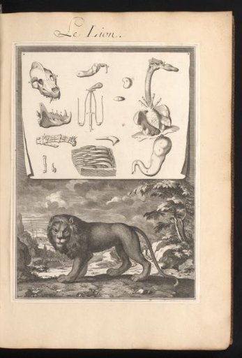 Lion in a Landscape with the Organs and Bones of the Animal on a Leaf Above