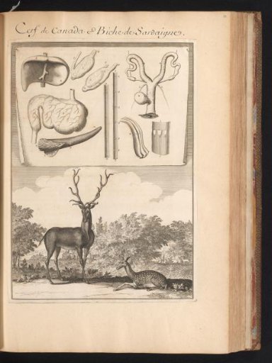 Canadian and Sardinian deer in a landscape, with the organs of the deer on a leaf at the top