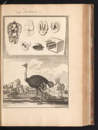 Ostrich in a landscape, with the organs of the animal on a leaf at the top