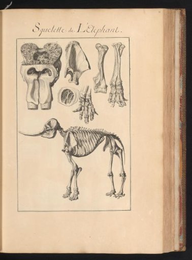 Skeleton of an elephant
