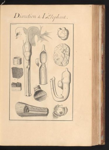 Organs of an elephant