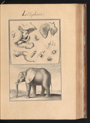 Elephant in a landscape, with the organs of the animal on a leaf at the top