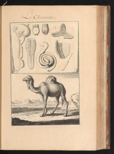 Camel in a landscape, with the organs of the animal on a leaf at the top