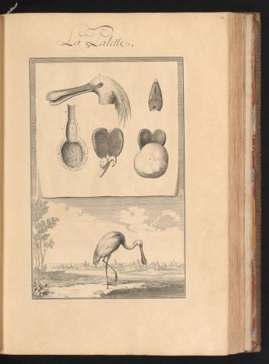 Spoonbill (platalea leucorodia) in a landscape, with the organs of the animal on a leaf at the top
