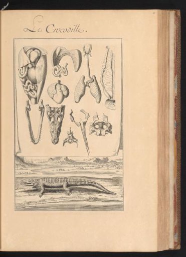 Crocodile in a landscape with a sheet above showing the organs and bones of the animal