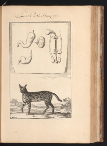 Wild cat (Felis silvestris) in a landscape with a sheet above showing the organs and bones of the animal