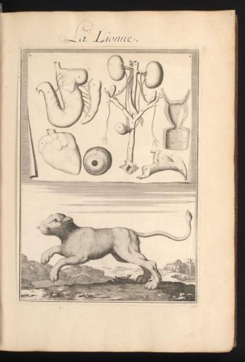 Lioness in a Landscape with the Organs and Bones of the Animal on a Leaf Above