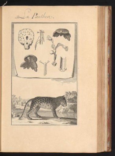 Panther or leopard (Panthera pardus) in a landscape with a sheet above showing the organs and bones of the animal