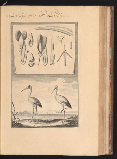 Ibis (Threskiornithidae) and stork or Ciconia in a landscape with a sheet above showing the organs and bones of the animal